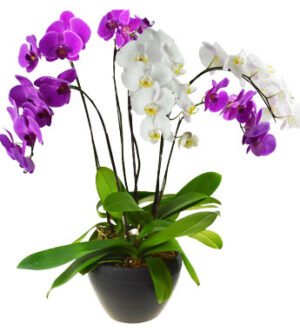 grand opening flower