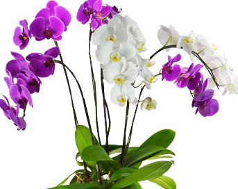 Online CNY Flower Arrangement cny flower arrangement