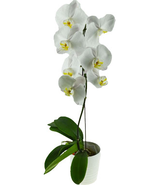 Online CNY Flower Arrangement grand opening flower