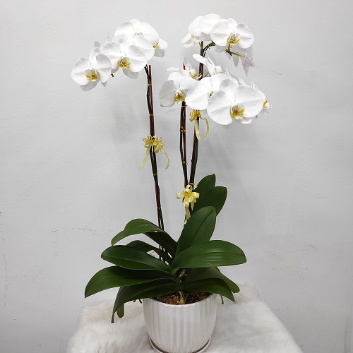 Malaysia Flower Shop