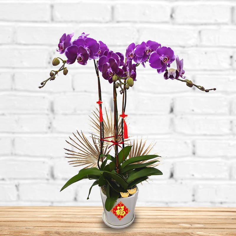 PO3002A_phalaenopsis_orchid