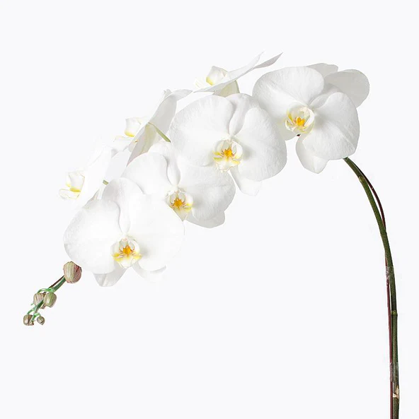 white_orchid