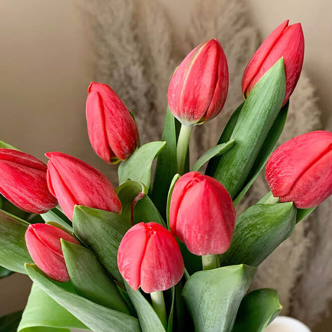 redtulip