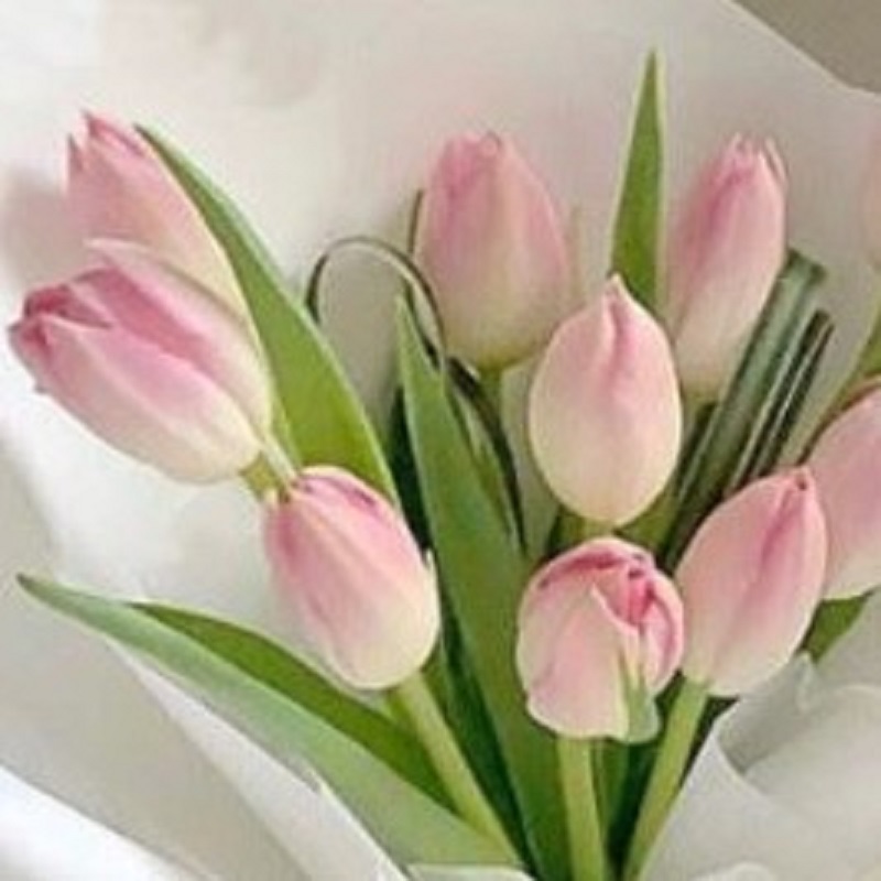tulip_pink