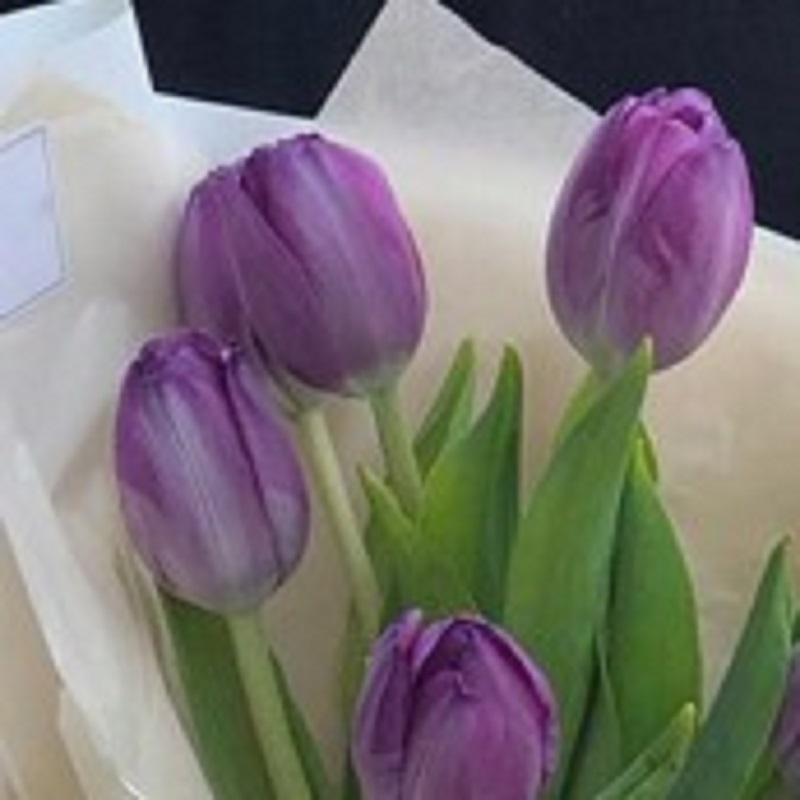 tulip_purple