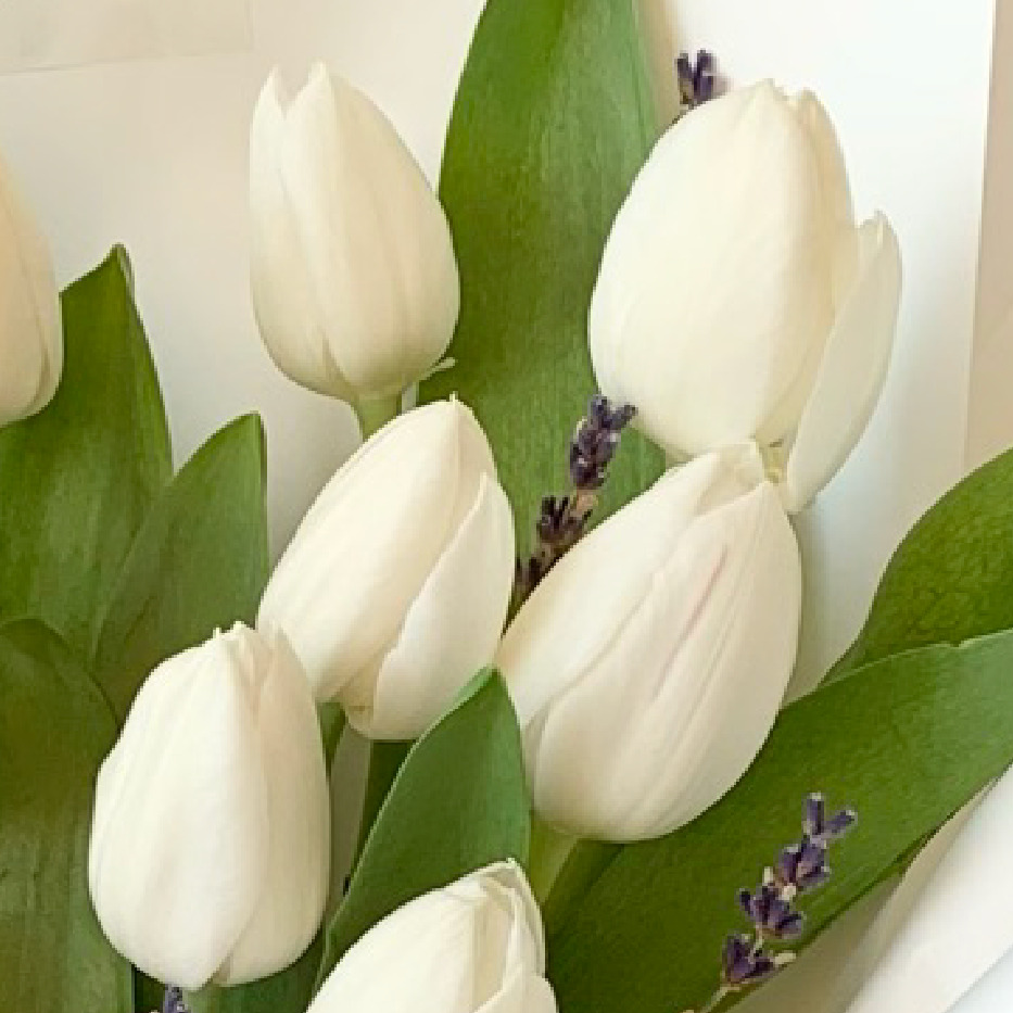 whitetulip